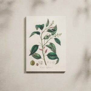 Alternative view of Botanical Canvas Art - 1836 Croton Plant Medical Illustration