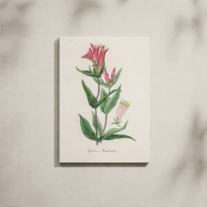 Alternative view of Botanical Canvas Art - Woodland Pinkroot Illustration